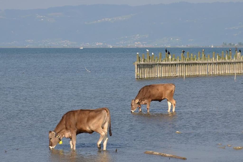 Bodensee Apartments, Sauna, Lake Walks, Free Parking, Self Checkin, Nature Reserve, Restaurants Nearby Gaissau  Buitenkant foto